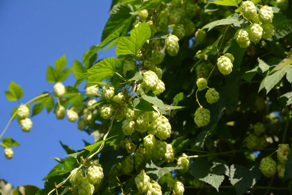 Gooseberry Aroma in Hops