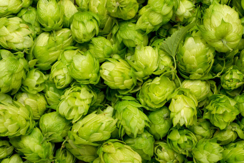 Nettle Aroma in Hops