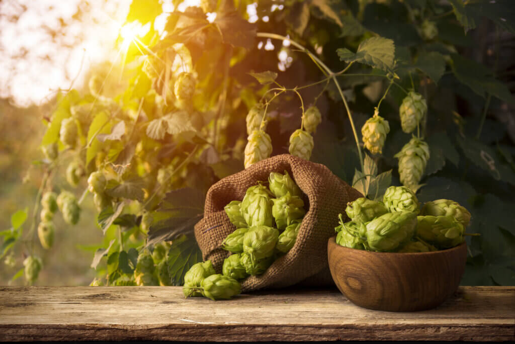 Grapefruit Aroma in Hops