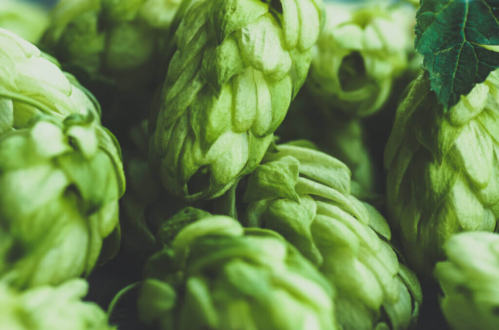 Elderberry Aroma in Hops