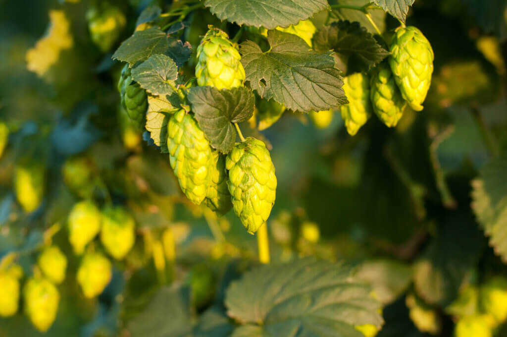 Apple Aroma in Hops