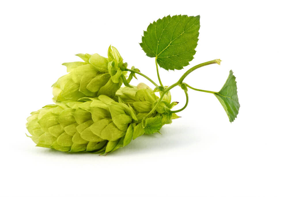 Lemon Zest Aroma in Hops