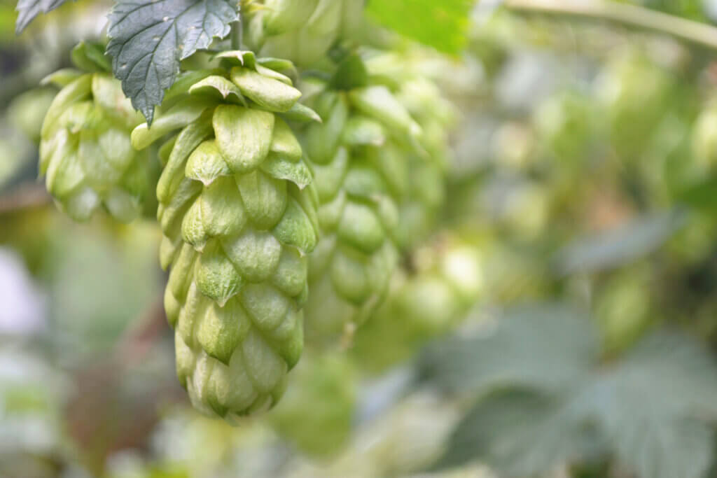 Papaya Aroma in Hops