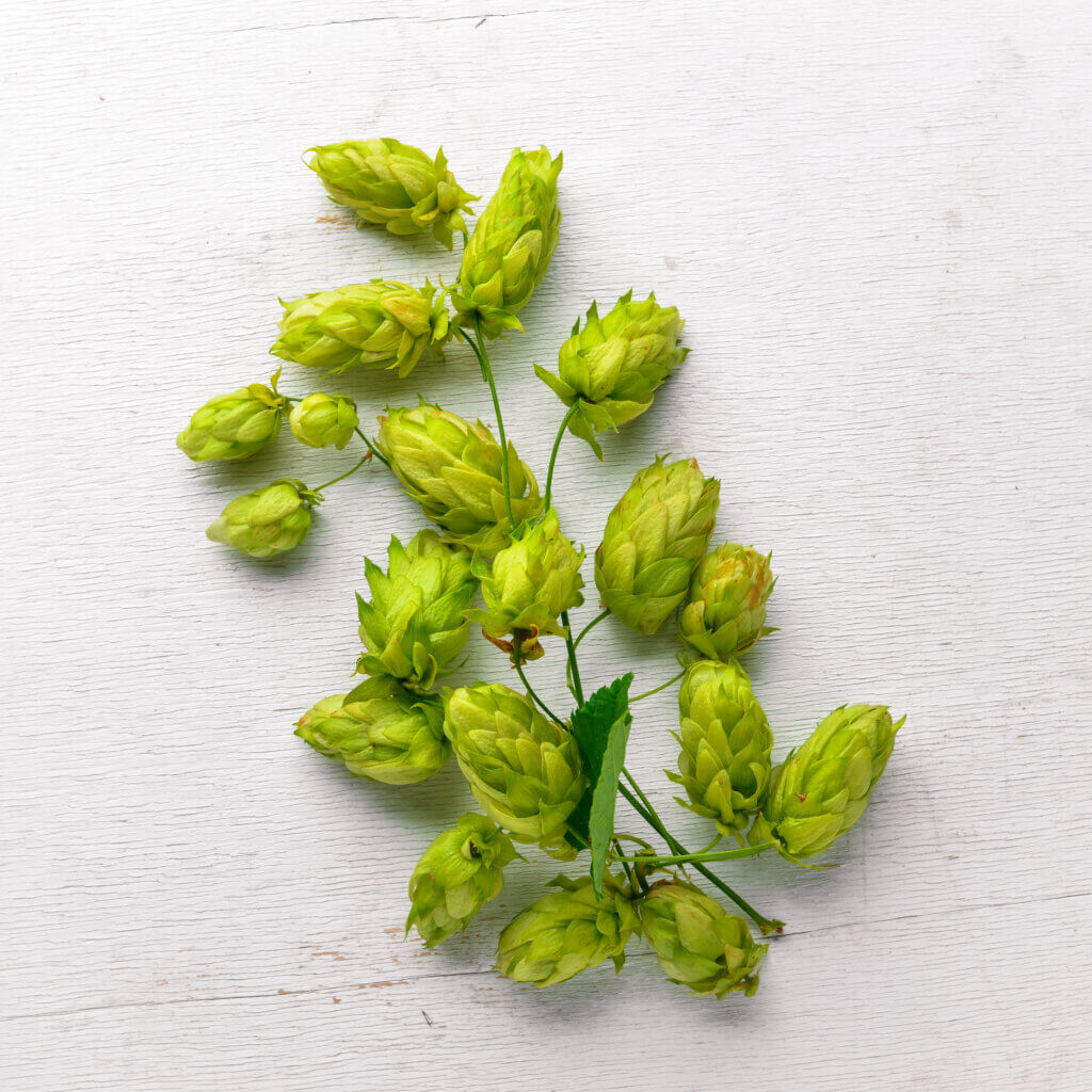Green Tea Aroma in Hops