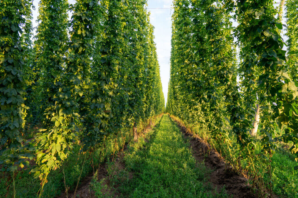Berries and Spice Aromas