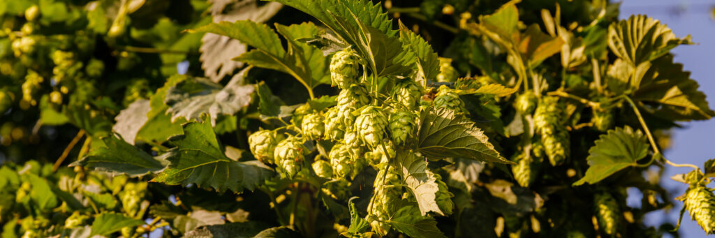 Berries and Floral Aromas