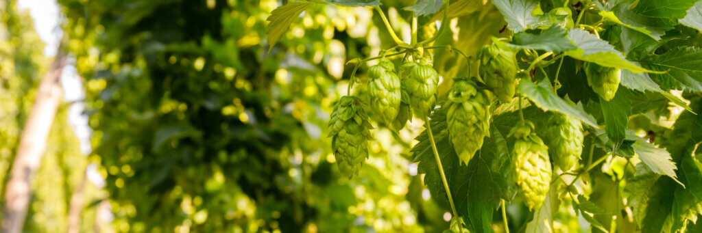 Tropical and Stone Fruits Aromas