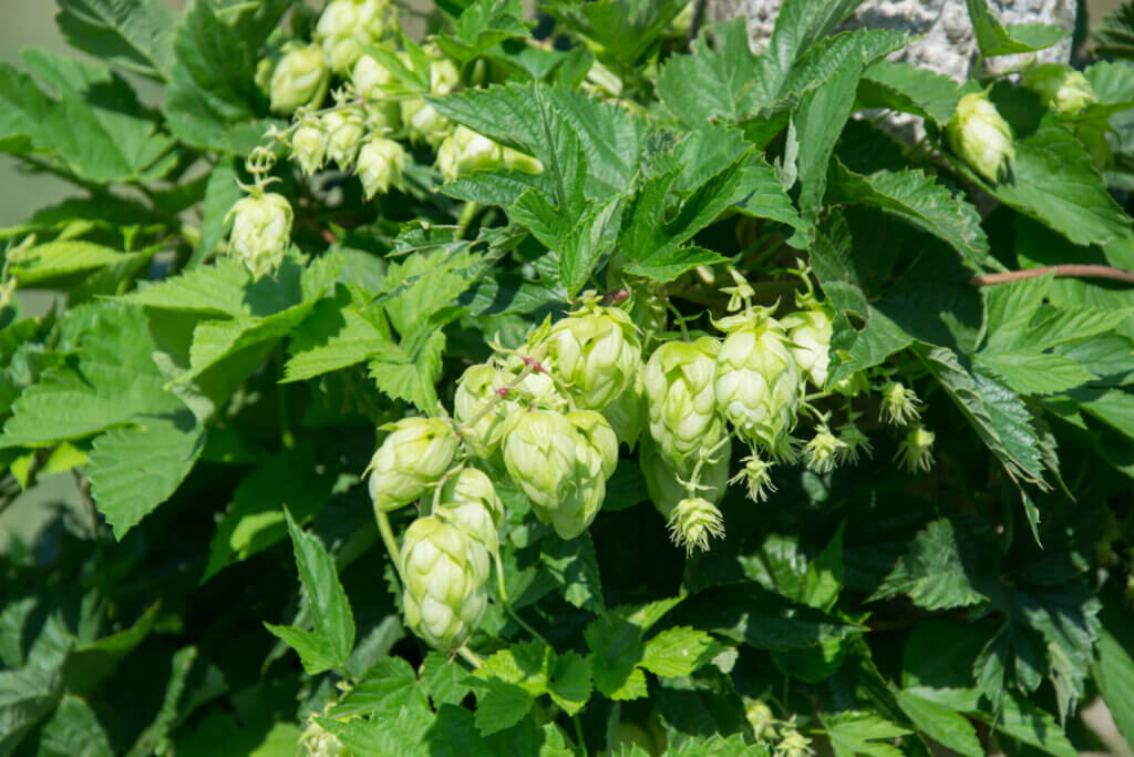 Nutmeg Aroma in Hops