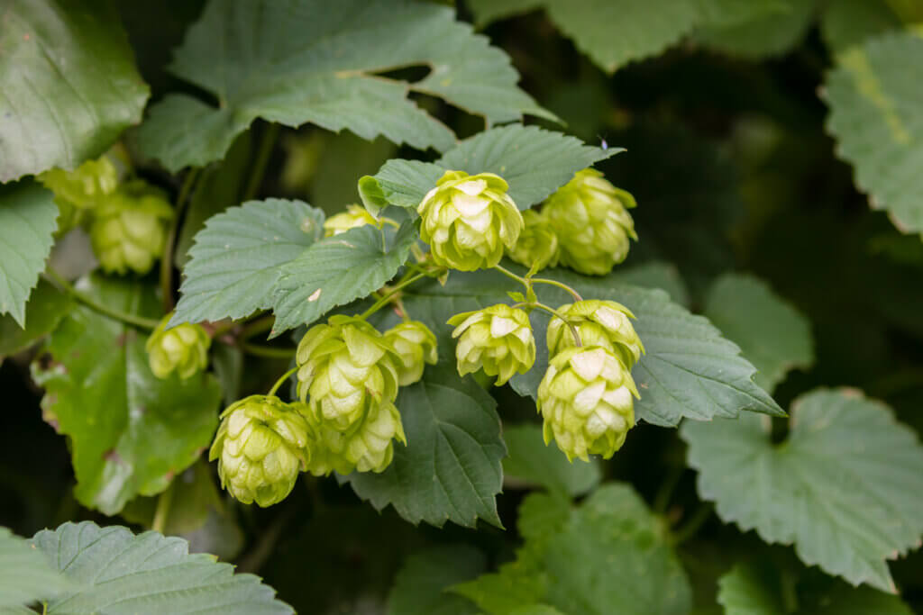 Anise Aroma in Hops
