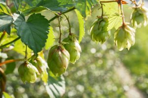 Stone Fruits and Berries Aromas