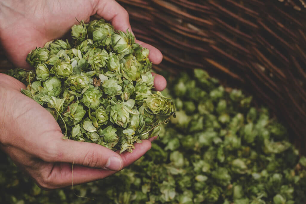 Oregano Aroma in Hops