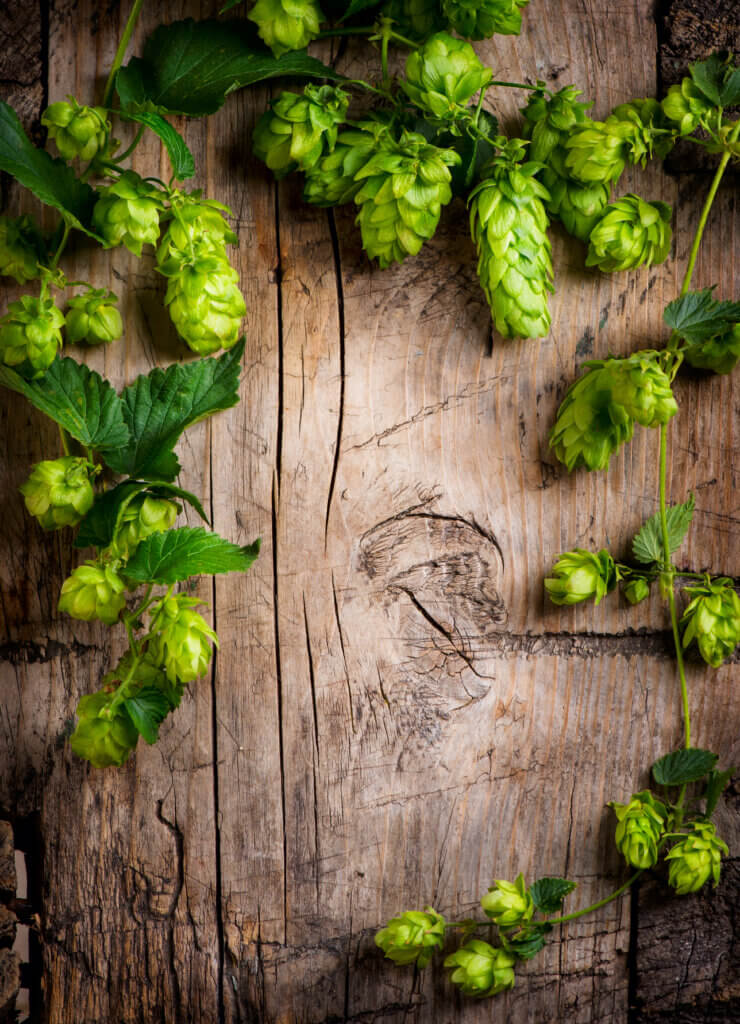 Lychee Aroma in Hops