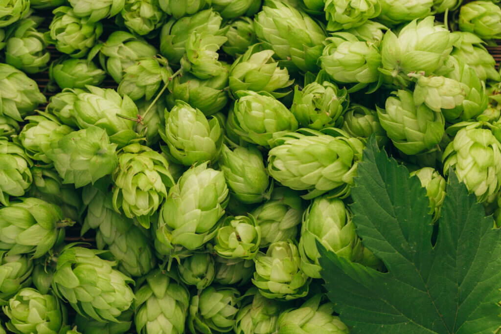 Cinnamon Aroma in Hops