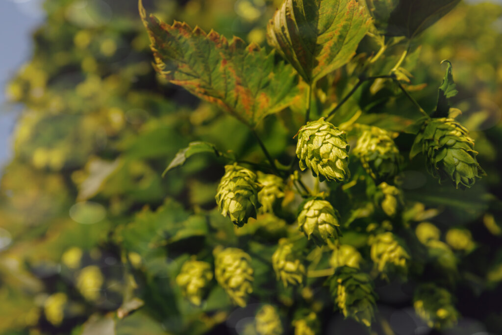 Incense Aroma in Hops