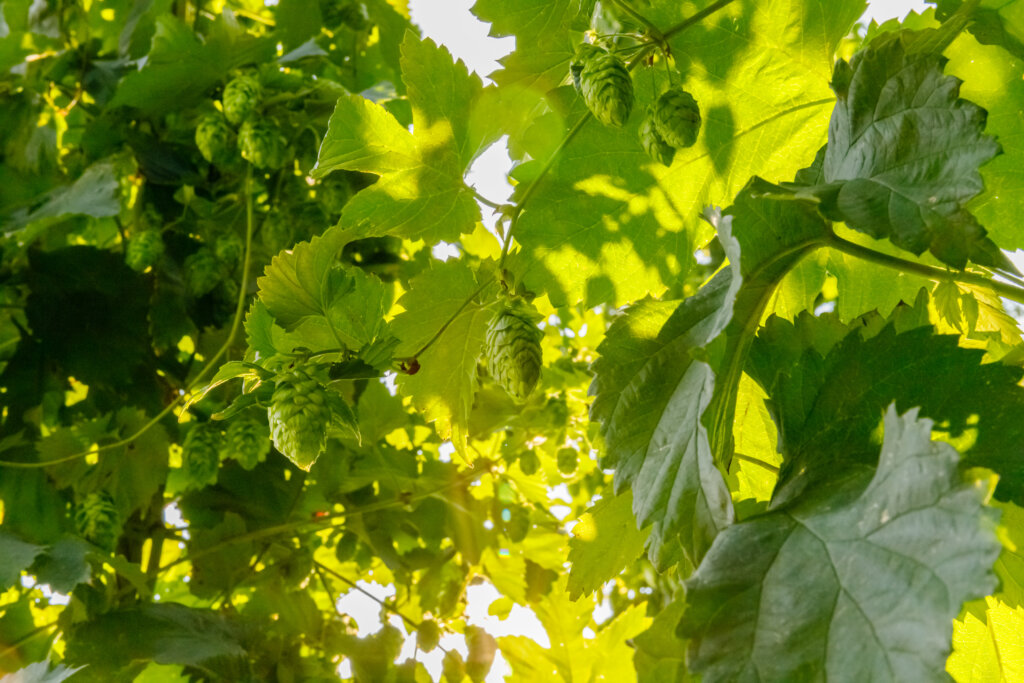 Eucalyptus Aroma in Hops