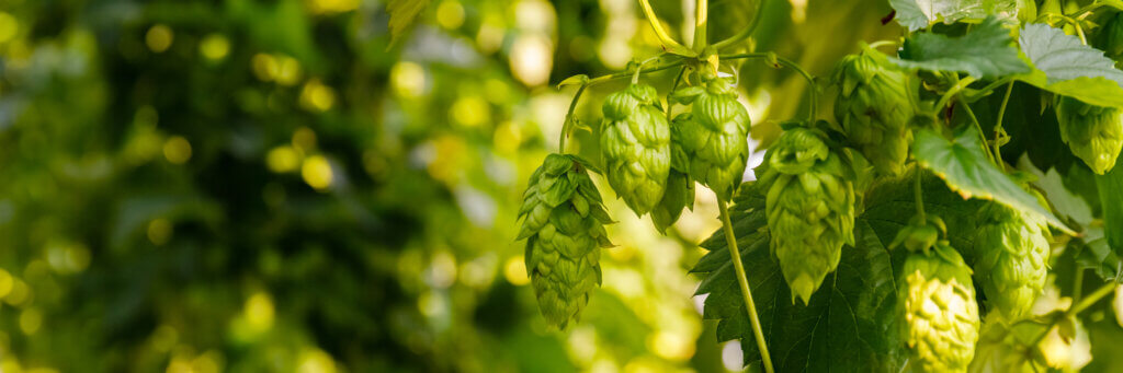 Lemongrass Aroma in Hops