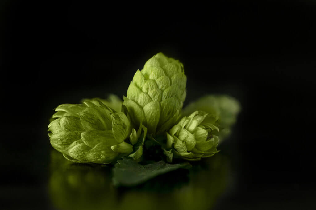 Cedar Aroma in Hops