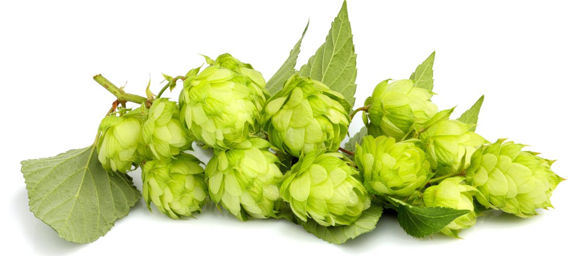 Tangerine Aroma in Hops