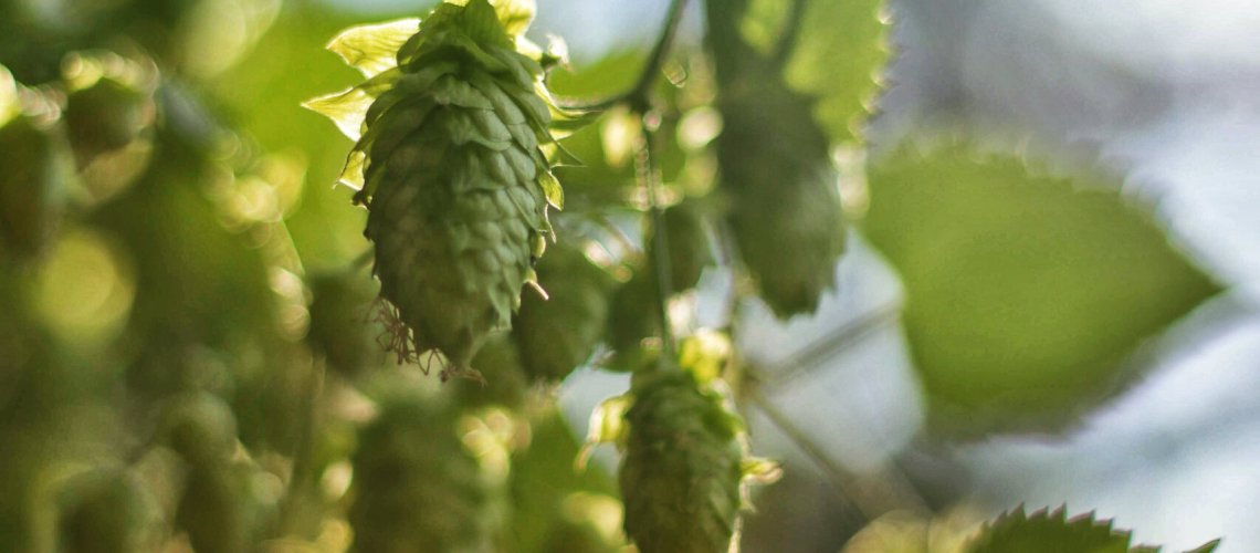 Elderflower Aroma in Hops