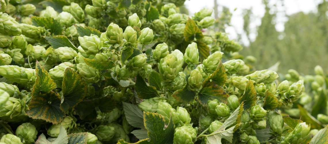 Black Currant Aroma in Hops
