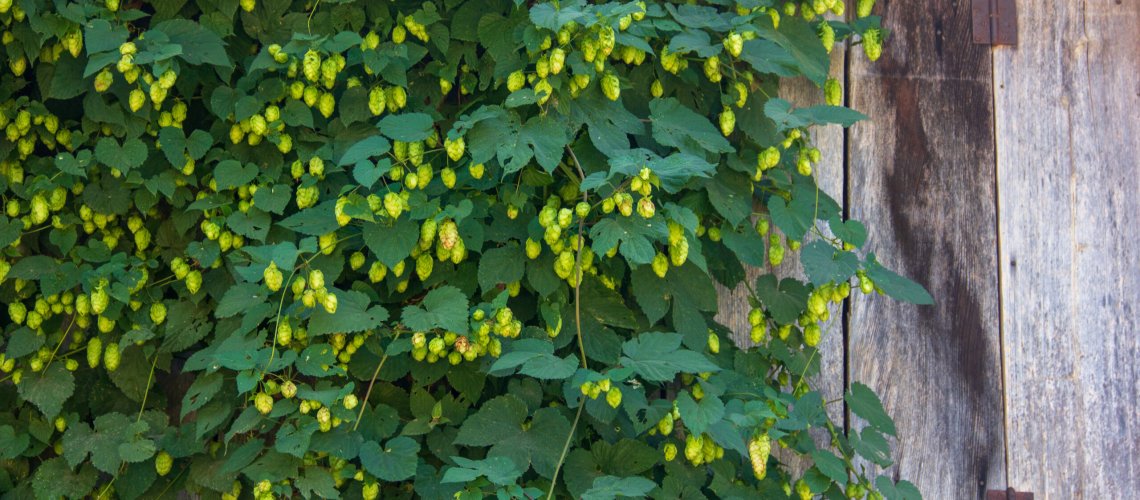 Tobacco Aroma in Hops