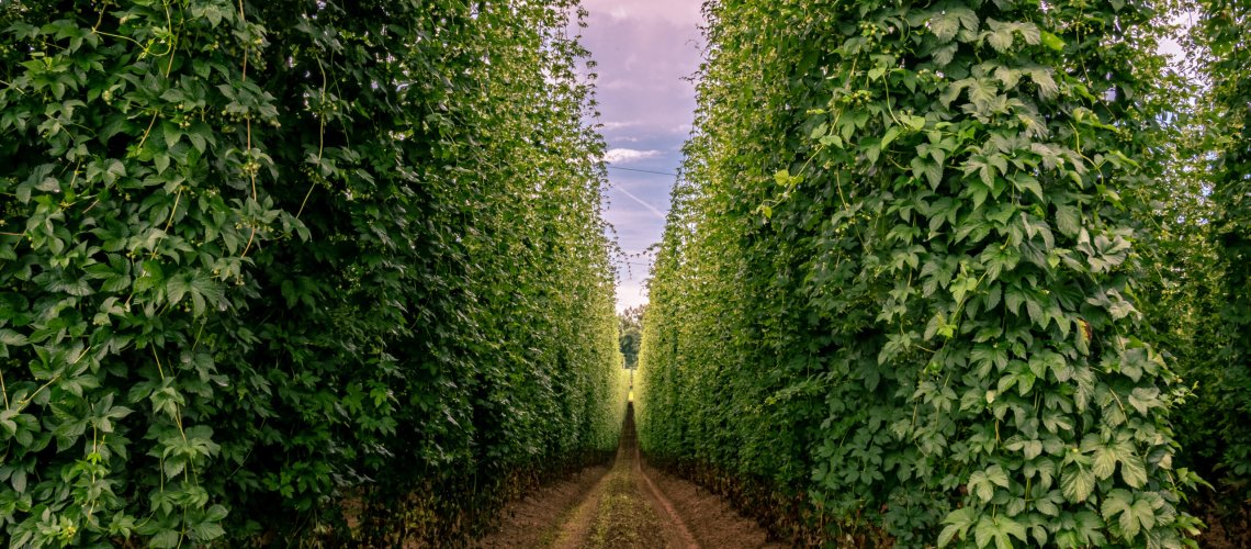 Thyme Aroma in Hops