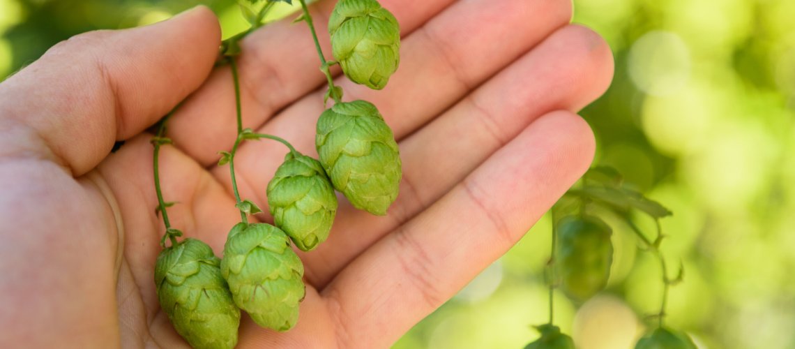 White Wine Aroma in Hops