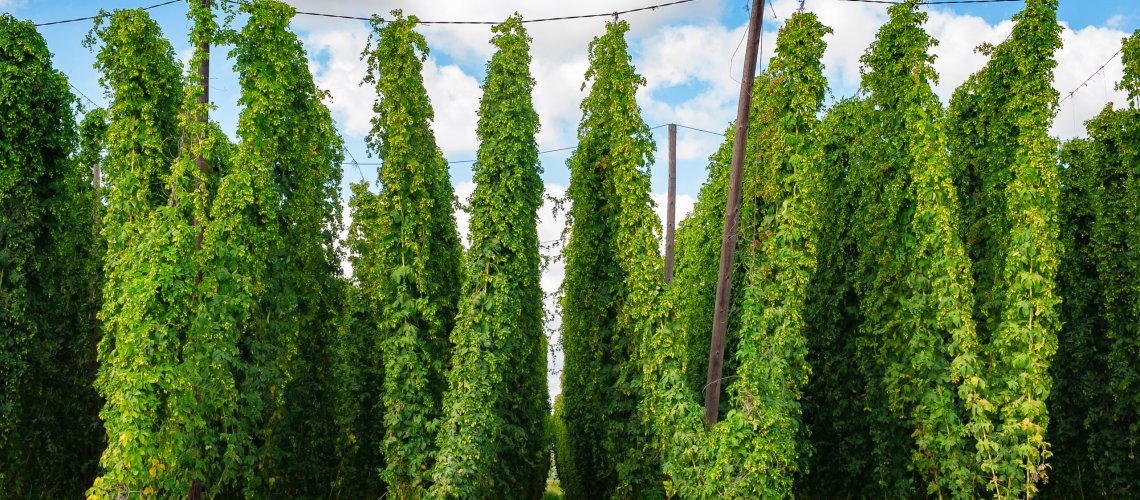 Tropical and Floral Aromas