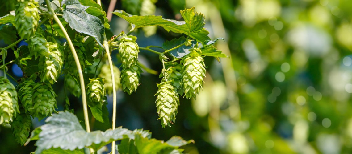 Tropical Fruits and Herbal Aromas