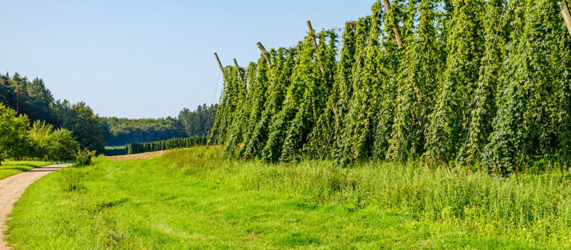 Wild American Aroma in Hops