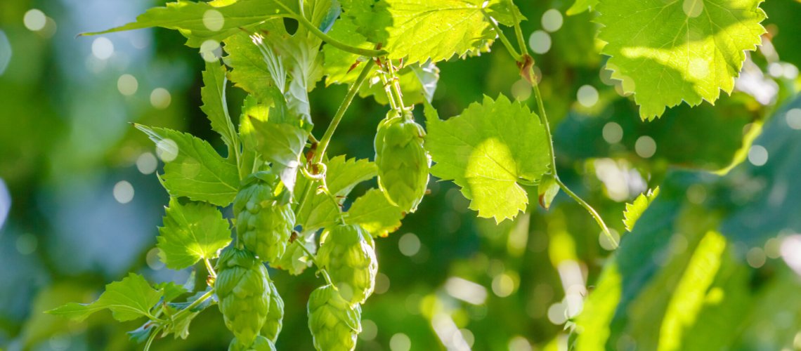 Violet Aroma in Hops