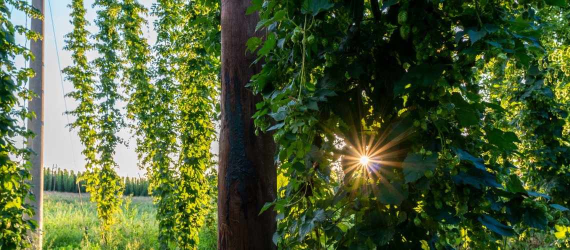 Citrus and Herbal Aromas