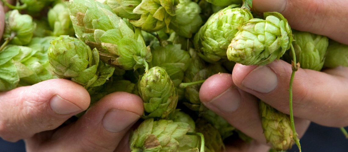 Marmalade Aroma in Hops