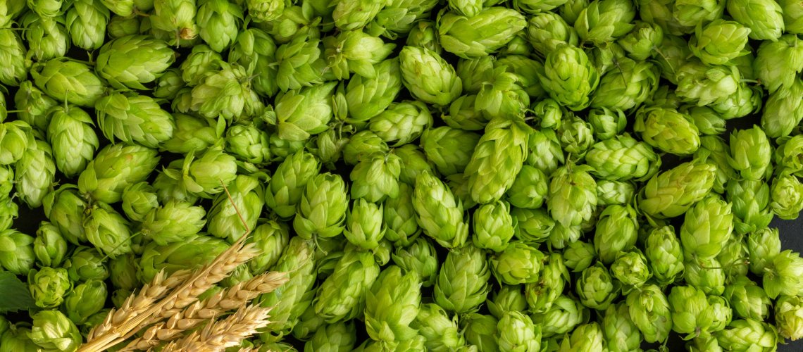 Coriander Aroma in Hops