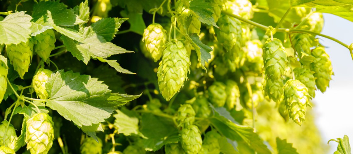 Banana Aroma in Hops