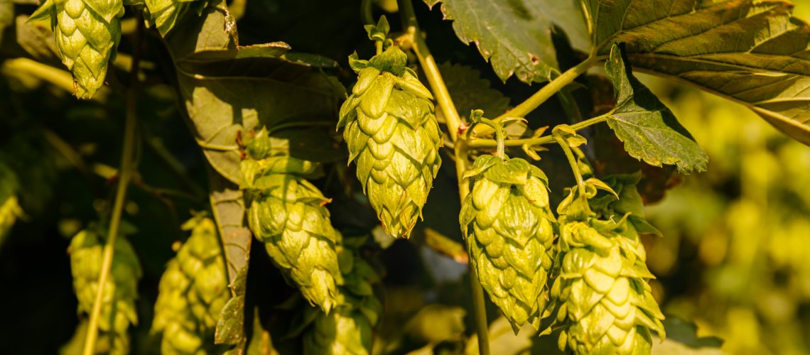 Chocolate Aroma in Hops