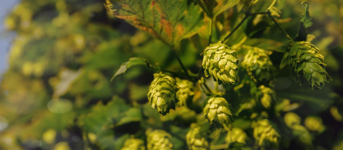 Incense Aroma in Hops