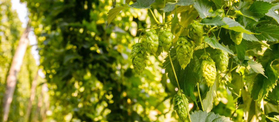 Apricot Aroma in Hop