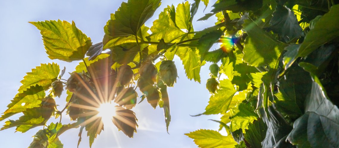 Pineapple Aroma in Hops