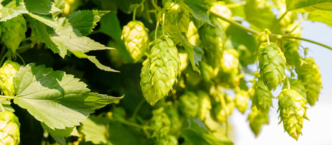 Passion Fruit Aroma in Hops