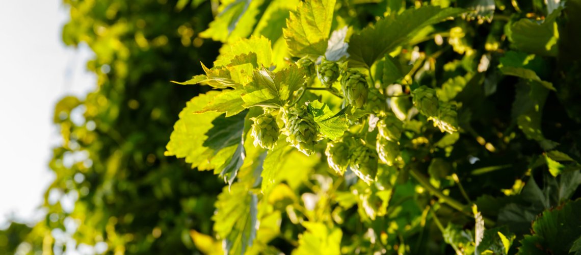 Guava Aroma in Hops