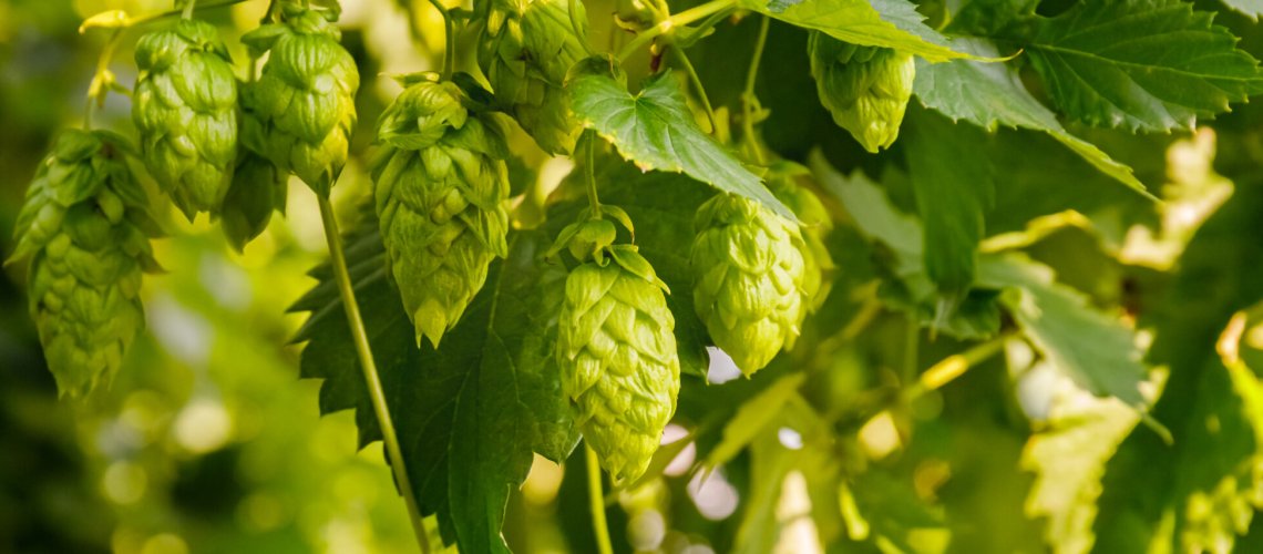 Stone Fruits and Piney Aromas