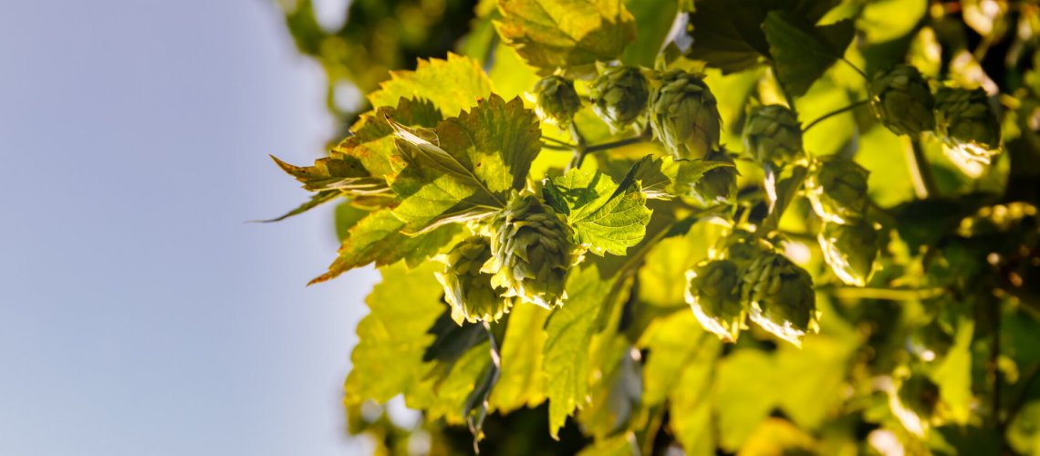 Dry Plums Aroma in Hops