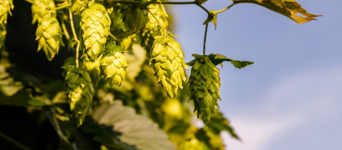 Stone Fruits and Herbal Aromas