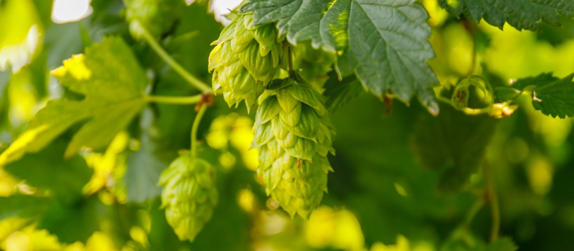 Chamomile Aroma in Hops