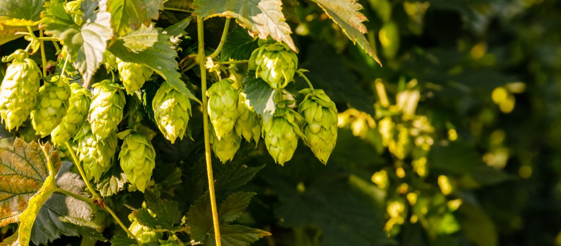 Red Berries in Hops