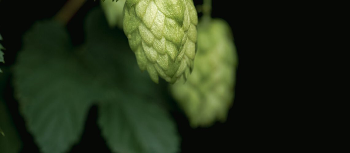 Lime Aroma in Hops