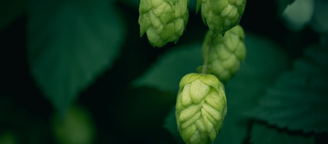 Catty Aroma in Hops