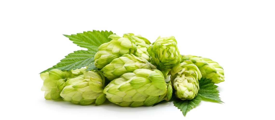 Sweet Aroma in Hops