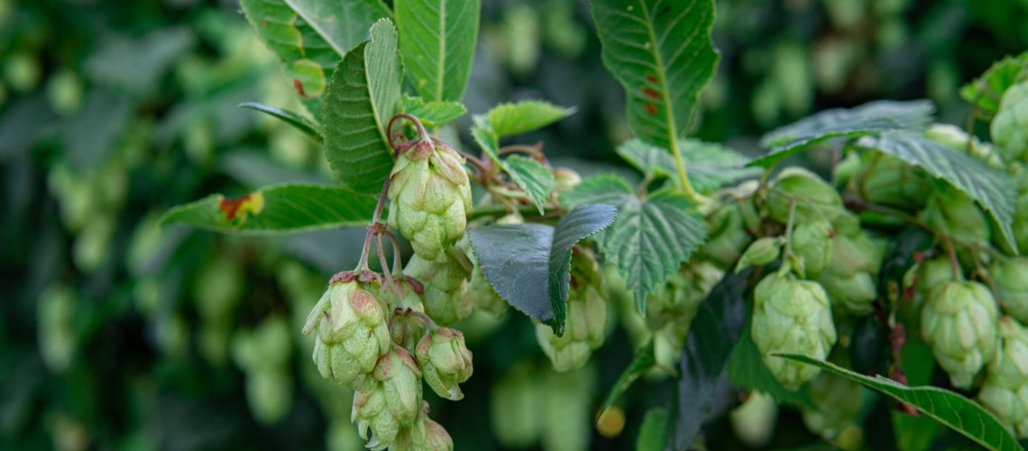 Sage Aroma in Hops
